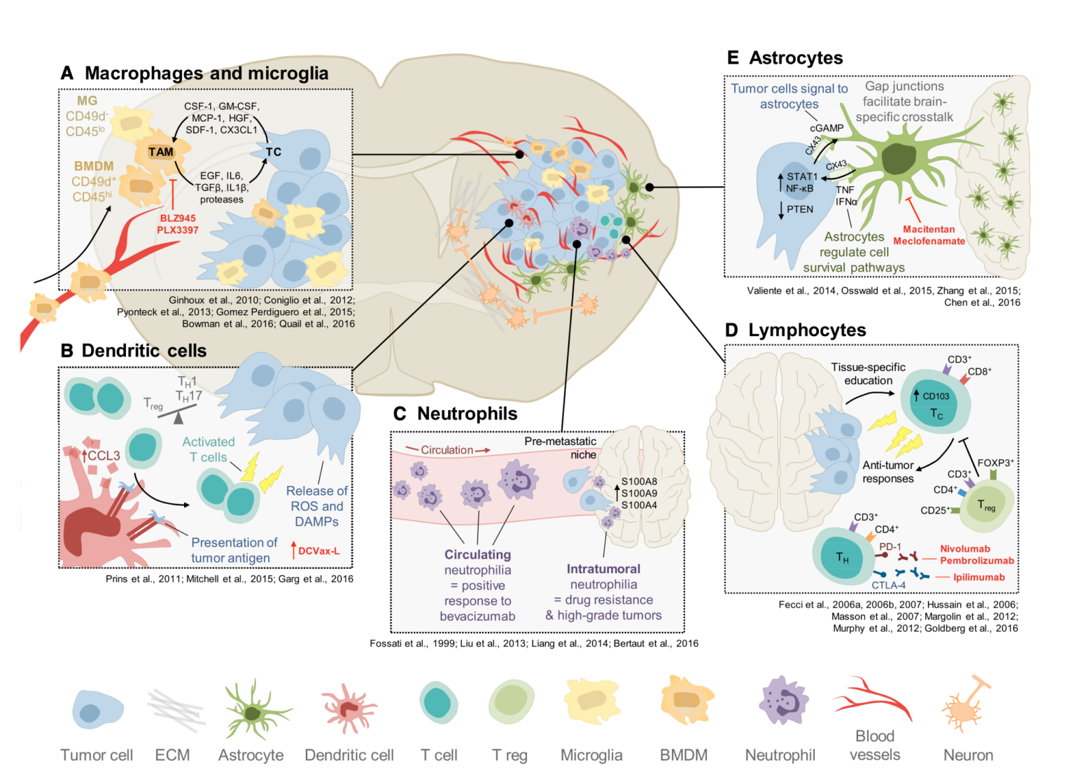 Tumor Microenvironment How brain tumors grow and elude treatment