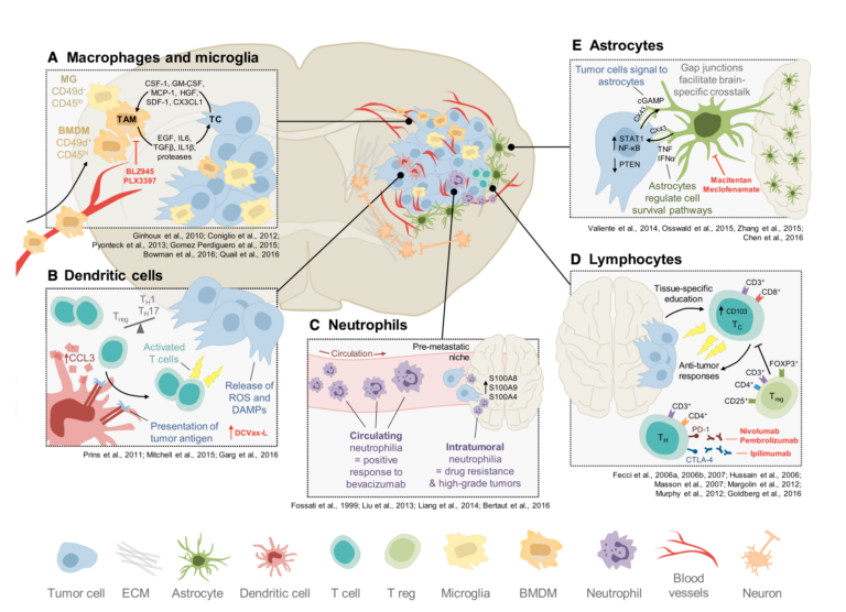 Tumor Microenvironment: How Brain Tumors Grow And Elude Treatment ...